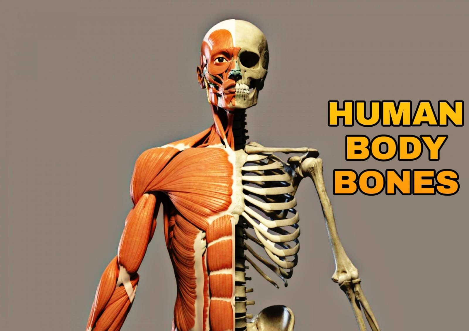 Amazing Human body Facts